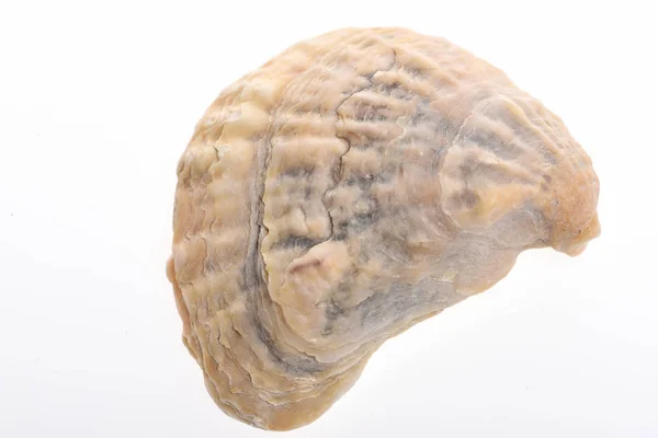 海螺贝壳上白色孤立 — 图库照片