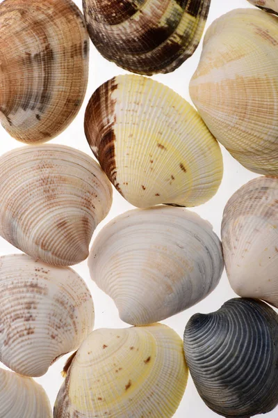 Zee weekdier schelpen geïsoleerd op wit — Stockfoto