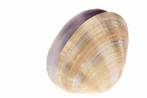 蛤蟆软体动物壳，白色孤立 — 图库照片