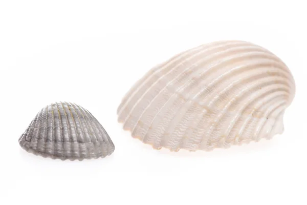 Clam mollusk shells isolated on white — Stock Photo, Image