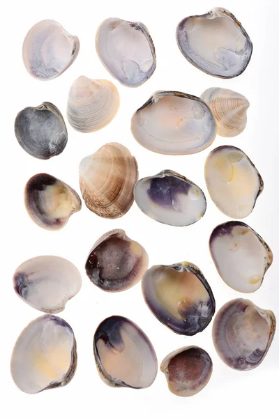 套上白色孤立的蛤蜊软体动物壳的 — 图库照片