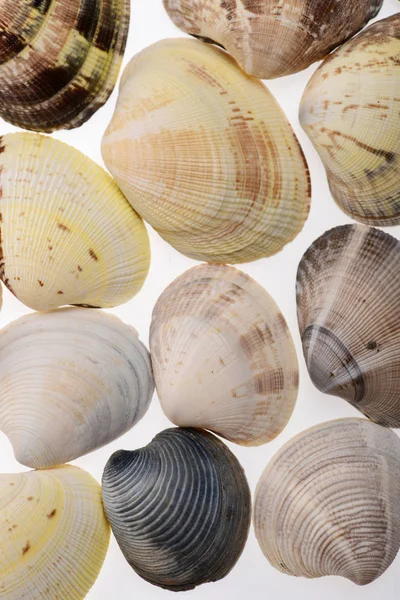 Reeks van kleurrijke shells geïsoleerd op wit — Stockfoto