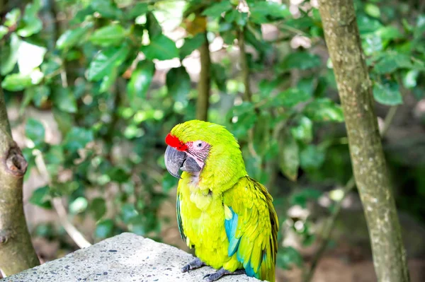 Groene ara papegaai buiten — Stockfoto