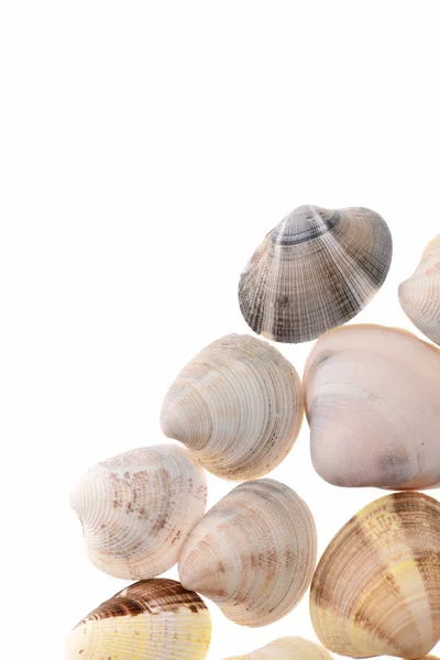 Sea concept. shells isolated on white — Stock Photo, Image