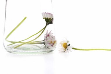 İhale hafif renk çiçekler şeffaf cam vazo içinde yer