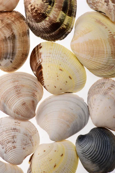 Conjunto de conchas de moluscos de caracol aisladas en blanco —  Fotos de Stock
