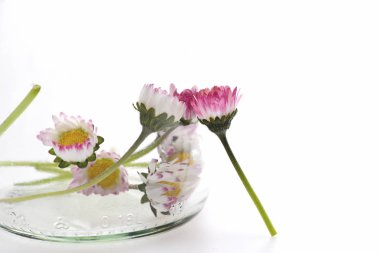 kavanoz çiçeklenir