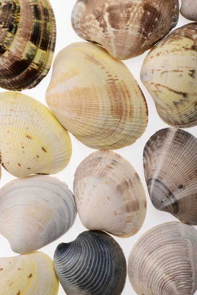 Conjunto de conchas de moluscos de almejas aisladas en blanco —  Fotos de Stock