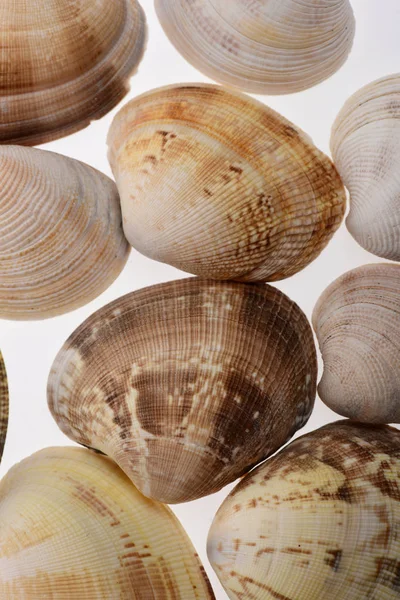 Conjunto de concha de molusco de almeja aislada en blanco —  Fotos de Stock