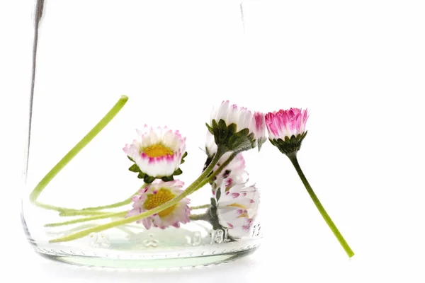 Jar tele van fehér Margaréta virágok és rózsaszín virág kívül — Stock Fotó
