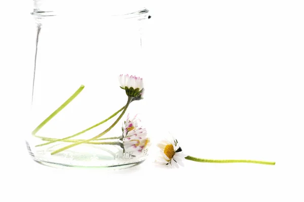 Flowers in jar — Stock Photo, Image