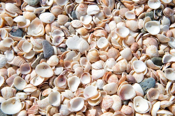 Seashell achtergrond, veel mantel zeeschelpen opgestapeld samen — Stockfoto