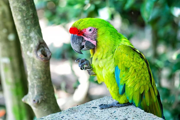 Papagaio ara verde ao ar livre — Fotografia de Stock