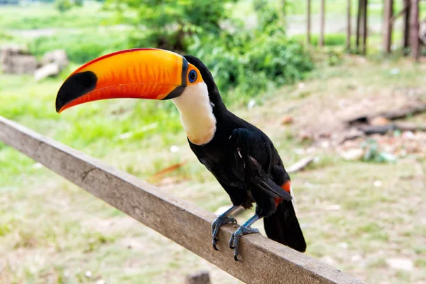 Toucan (Ramphastos toco) με πορτοκαλί ράμφος — Φωτογραφία Αρχείου