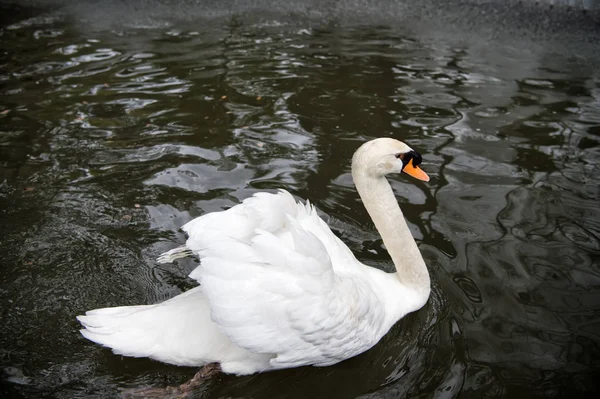 Лебединая птица с белым пером и клювом плавает в озере — стоковое фото