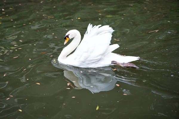 Swan fågel med vit fjäder och näbb simtur i sjön — Stockfoto