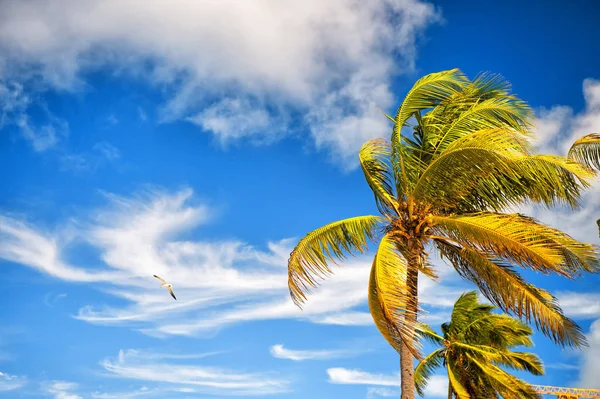 Літня сцена природи. кокосові пальми з блакитним небом — стокове фото