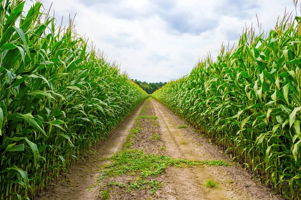 Сельскохозяйственное поле, на котором растет зеленая кукуруза — стоковое фото