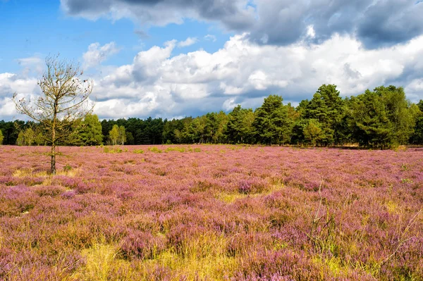 Heide met bloeiende gemeenschappelijk heather — Stockfoto