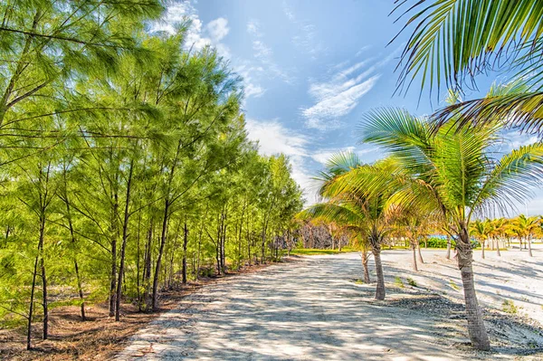 Tropical landscape of palms and trees on white sand — Stock Photo, Image