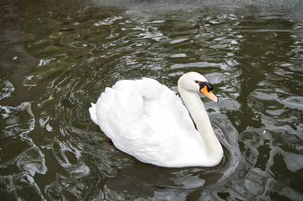 白い羽とくちばし湖で泳ぐ白鳥鳥 — ストック写真