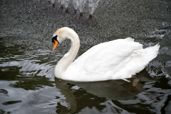 Swan fågel med vit fjäder och näbb simtur i sjön — Stockfoto