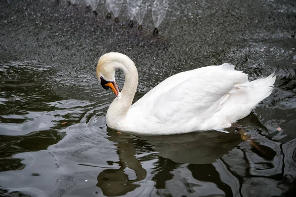 Swan fågel med vit fjäder och näbb simtur i sjön — Stockfoto