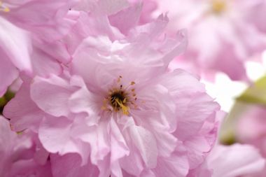 Sakura çiçek ihale pembe renkte yakın çekim