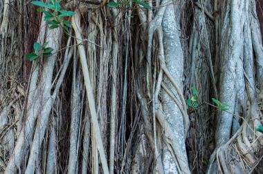 Odunsu kök üzerinde büyüyen Ağaç kökleri