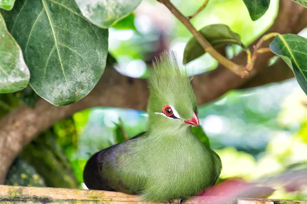 Lindo pájaro con pico rojo, penacho verde y plumas — Foto de Stock