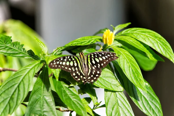 Siyah kanatlar ve beyaz eyespots kelebek — Stok fotoğraf