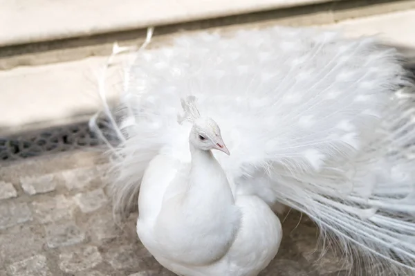 White peacocks are spread tail feathers — Stock Photo, Image