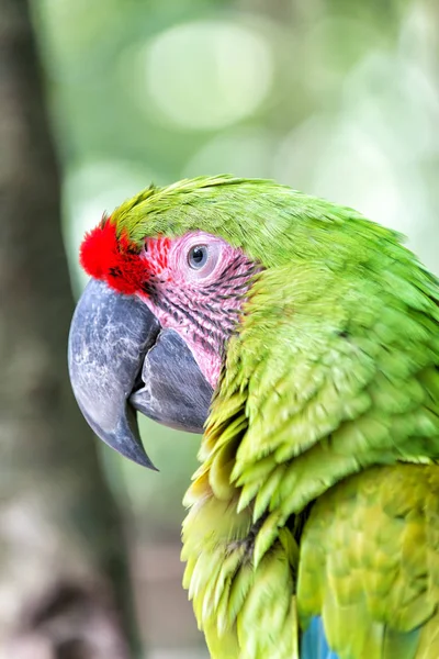 Papagaio ara verde ao ar livre — Fotografia de Stock