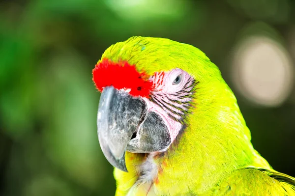 Grüner Papagei draußen — Stockfoto