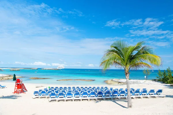 Пляж с синими стульями и пальмой — стоковое фото