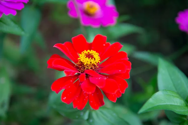 Color rojo de flor — Foto de Stock