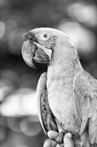 Ara papagáj szabadtéri — Stock Fotó