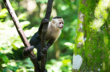 Ağaç dalı Honduras yağmur ormanlarında oturan maymun capuchin