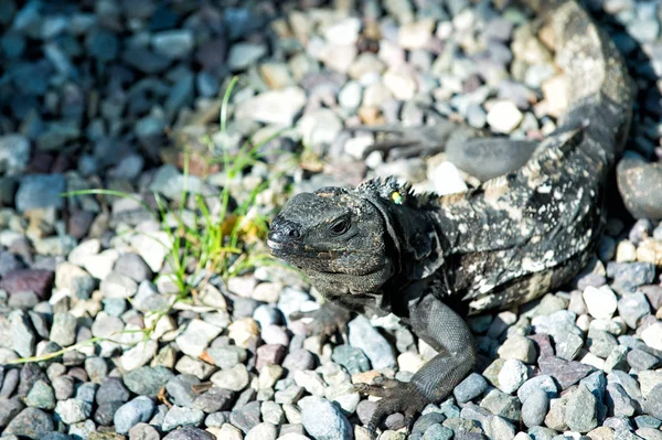 Iguana lizard sitting on grey stones in Honduras — Stock Photo, Image
