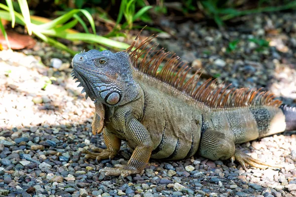 Lagarto iguana con espinas sentado sobre piedras grises en Honduras —  Fotos de Stock