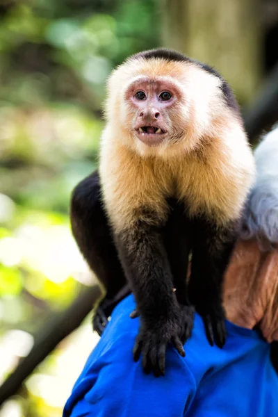 Singe capucin assis sur l'épaule masculine au Honduras — Photo