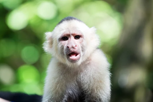 Capuchin dengan bulu kepala putih — Stok Foto