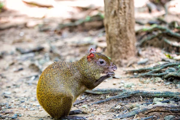 Rato ou agouti roedor sentado na floresta tropical de Honduras — Fotografia de Stock