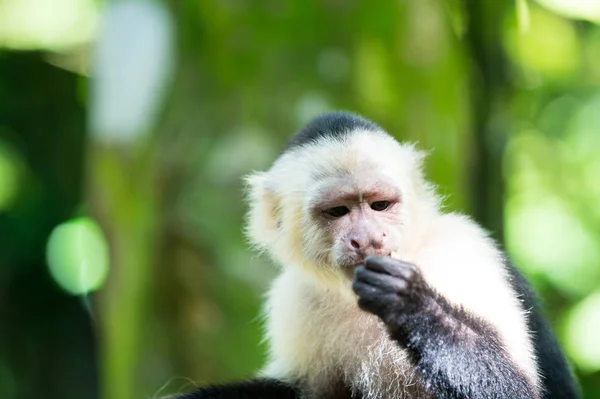 Capuchin dengan bulu kepala putih — Stok Foto