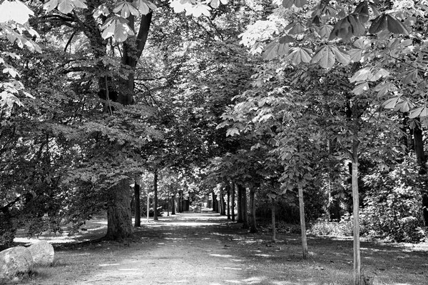 Mooie weg of pad manier in steegje met groen — Stockfoto