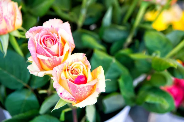 Розы в саду на размытом зеленом фоне — стоковое фото