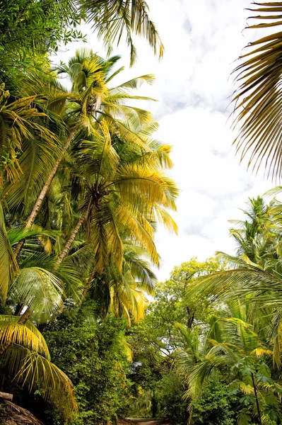 Palmen und Bäume mit grünen Blättern im Regenwald — Stockfoto