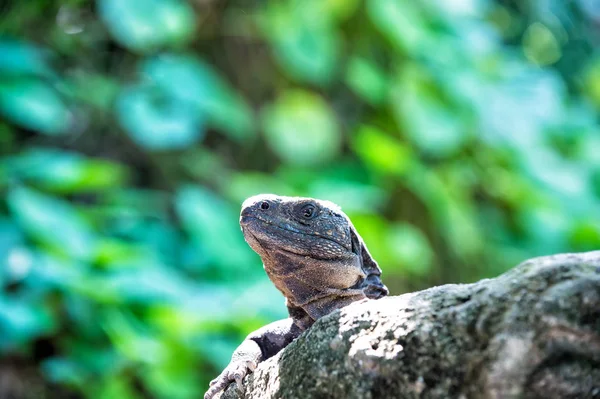 Iguane lézard assis sur la pierre grise au Honduras — Photo