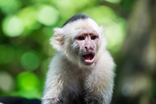 Singe reposant dans la forêt tropicale du Honduras — Photo