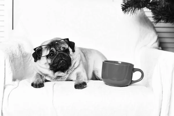 Lindo perro pug con taza roja aislado en el fondo del estudio —  Fotos de Stock